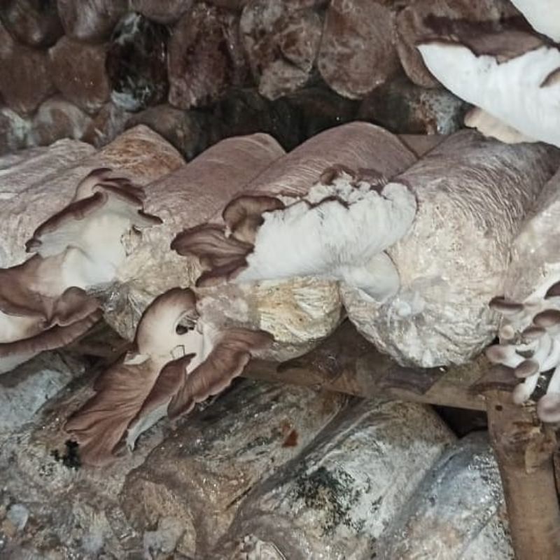 

Bibit Jamur Tiram Cokelat F2 Media Jagung Campur Serbuk Kayu Kemasan Pack Jenis Tiram Florida Jamur Tiram Cokelat Strain