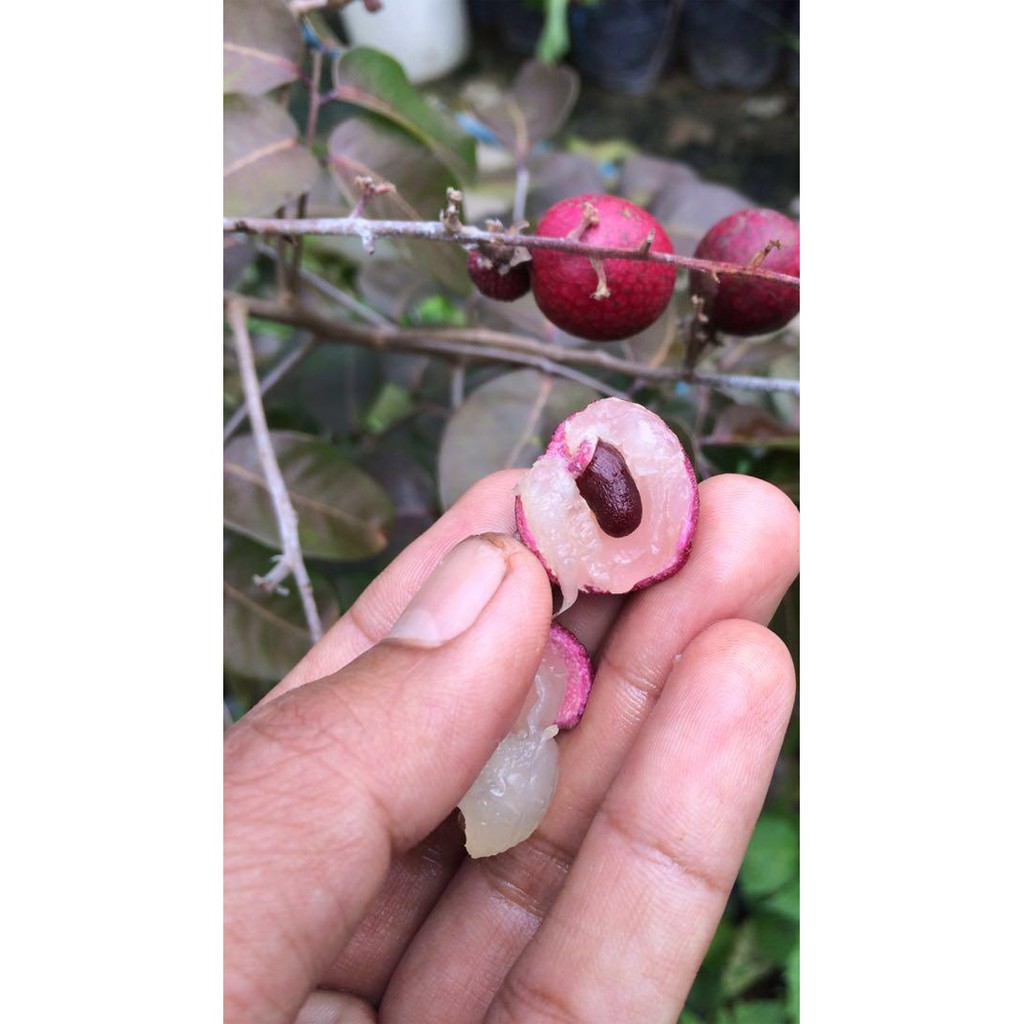 Bibit Buah Kelengkeng Merah Ruby Longan