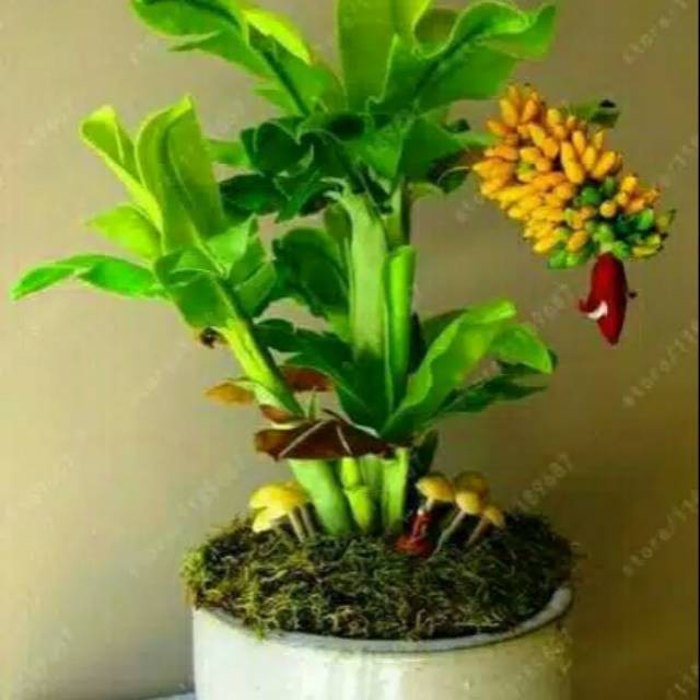 Bibit Benih Biji Buah Pisang Mini Mix - Biji Tanaman Buah Pisang Mini Mix - Bibit Banana Bonsai -COD