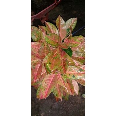 AGLONEMA BIG ROY RUMPUN MUTASI