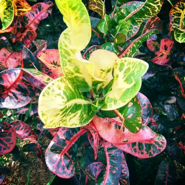 Tanaman hias hias puring kerupuk - puring wayang - puring koin merah