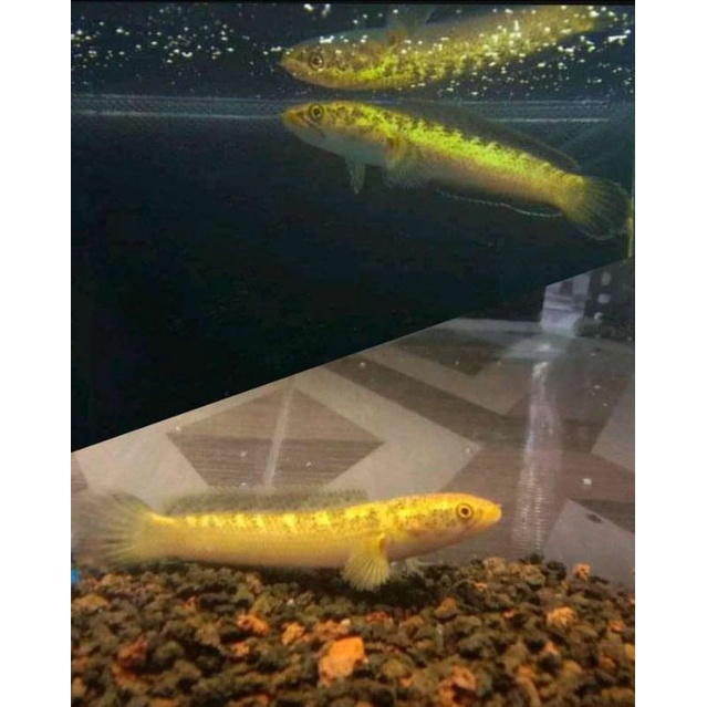 chana limbata golden Tiger real pict chana kolektor limited edition BELI 2 BONUS 1 LIMBATA JUMBO SPE