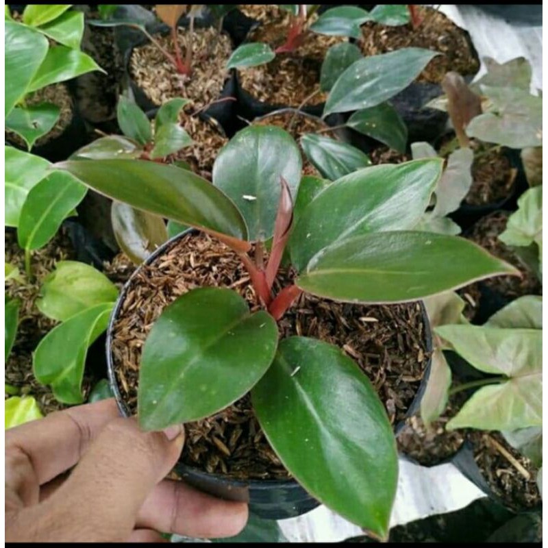 Tanaman hias Philodendron red congo - Philo red congo
