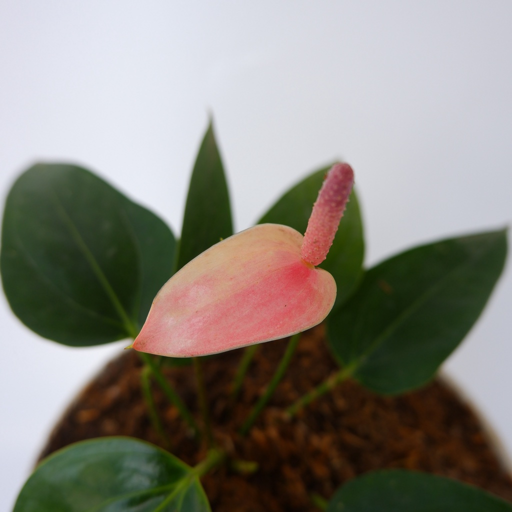 Tanaman Hias Anthurium Mini Pink - Laceleaf