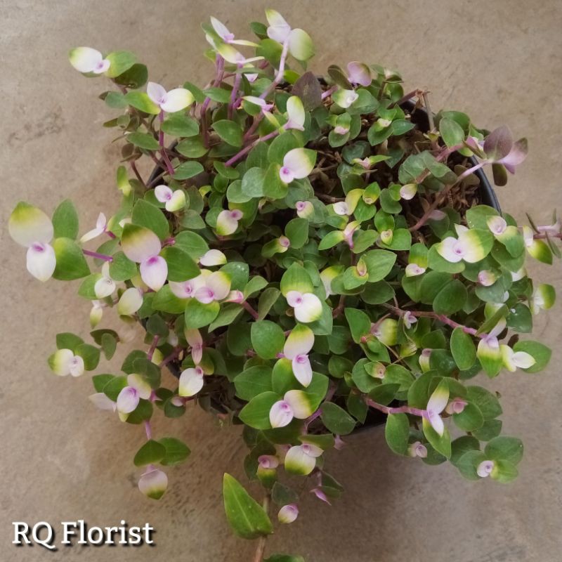 Tanaman Gantung Kribo Variegata / Tanaman Kribo Ungu