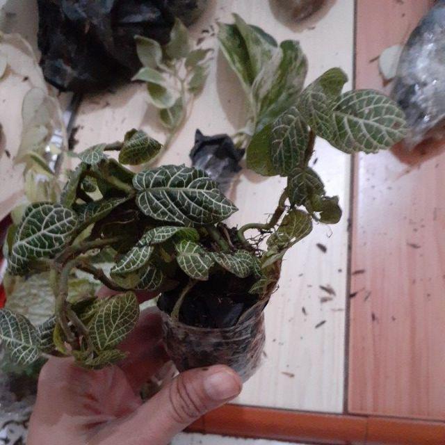 Bibit Tanaman Episcia Mutiara -epicia Mutiara - Tanaman Hias Bunga Fittonia Albivenis Green.