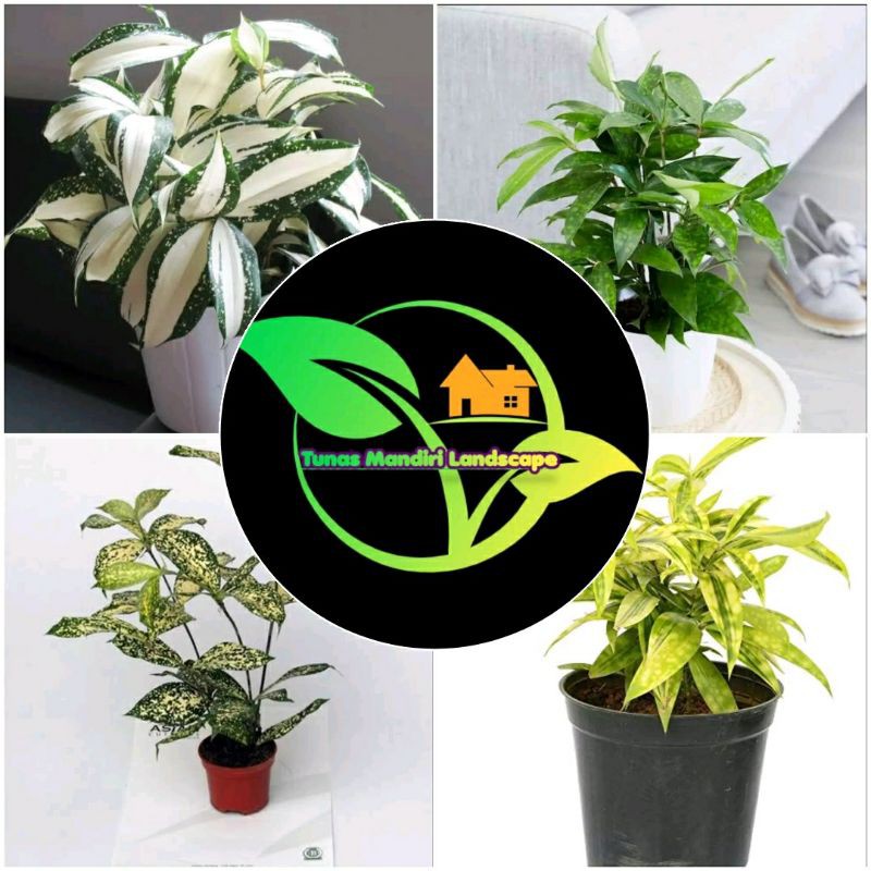 paket 4 pcs tanaman hias dracena / dracena milki / dracena hijau / dracena varigata / dracena golden