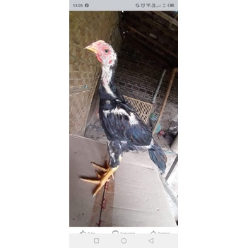 anakan ayam ekor lidi super cakep