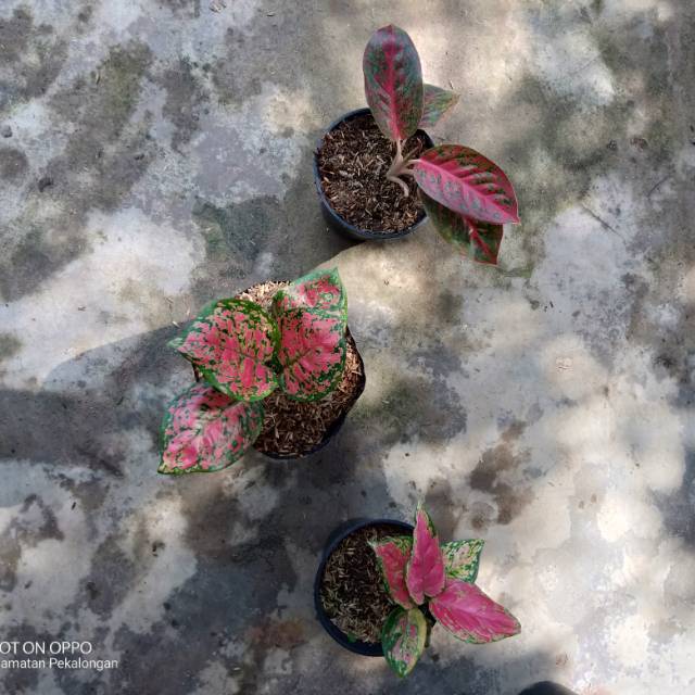 Paket aglonema dud anjamani, stardas, red anjamani