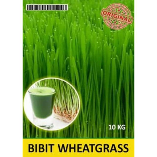 Benih Bibit Biji Rumput Gandum / Wheatgrass Gandum / Makanan Kucing