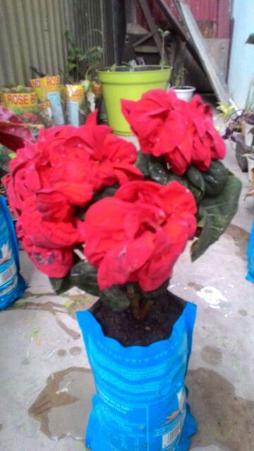 Tanaman Hias Indoor Dan Teduh Bunga Kastuba Mawar Merah / Keriting Daun Merah