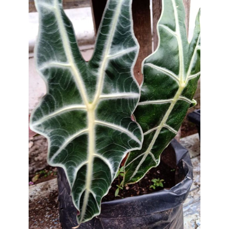 alocasia Amazon tengkorak besar termurah