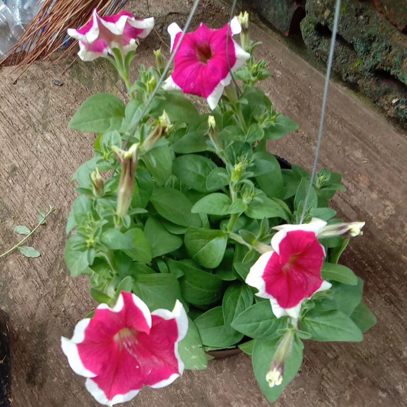 tanaman hias gantung bunga pitonia-pitonia hias