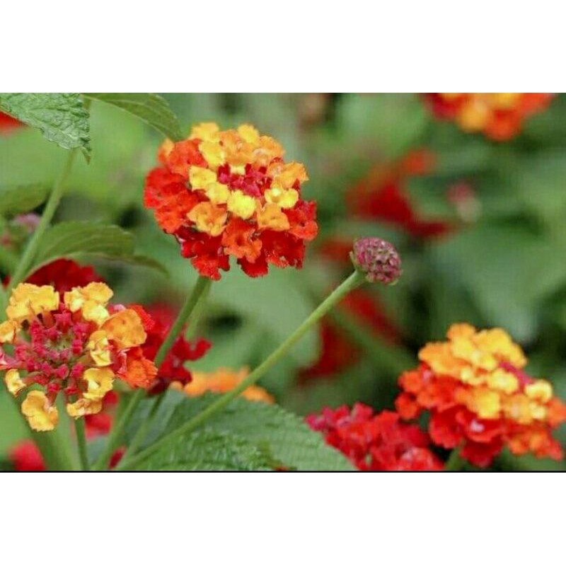 entres lantana