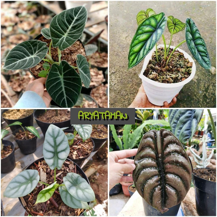 PROMO PAKET MURAH 4 TANAMAN ALOCASIA / KELADI