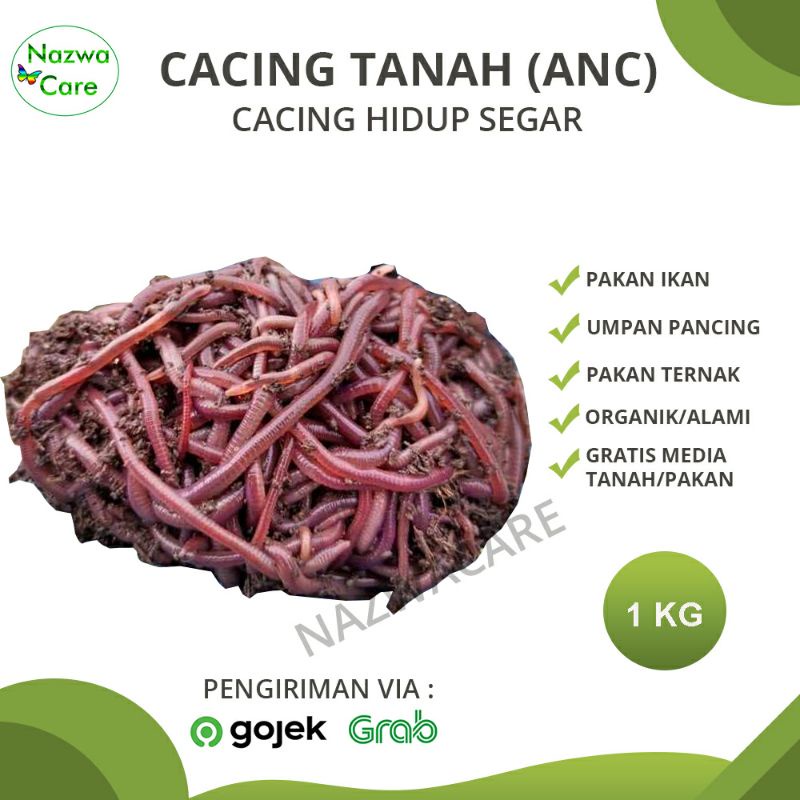 Cacing Tanah ANC Merah Kalung 1 Kg umpan ikan