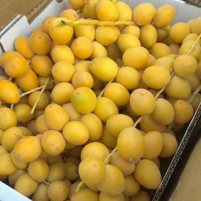 

Kurma Muda Promil / Kurma Kuning Arkanamarketht