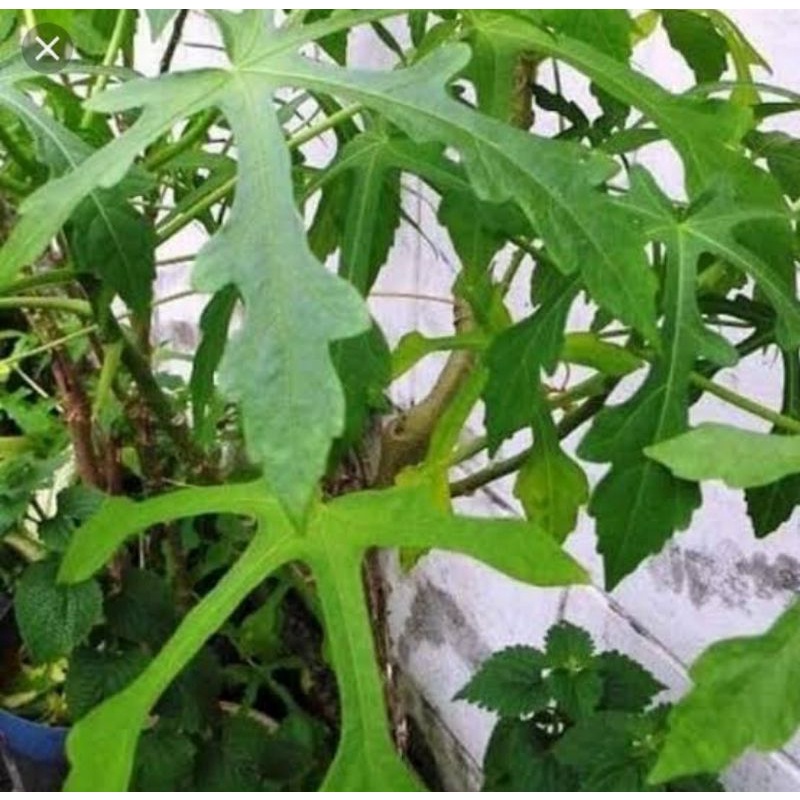 

Daun gedi segar organik 500gram