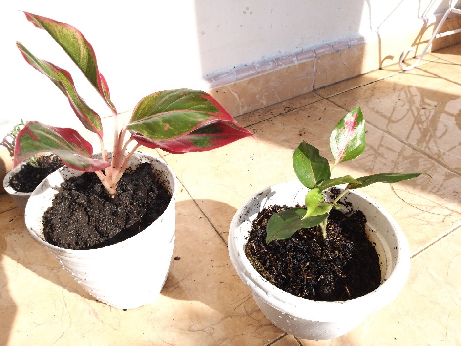 Tanaman Hias Paket Agloenema Cantik Dan Indah