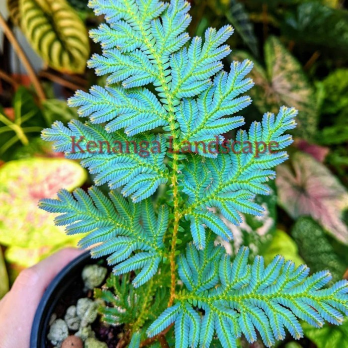 pakis merak willdenowii - tamaman hias pakis merak biru