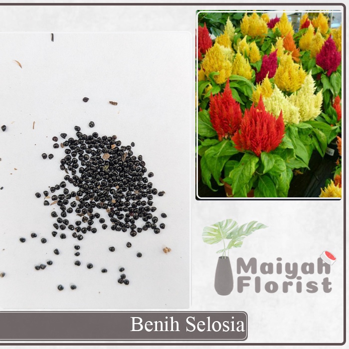 Benih Bunga Selosia (Celosia)