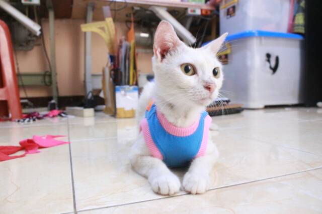 Kaos biru muda motif ikan lucu untuk kucing dan anjing / baju kucing murah size S M L XL