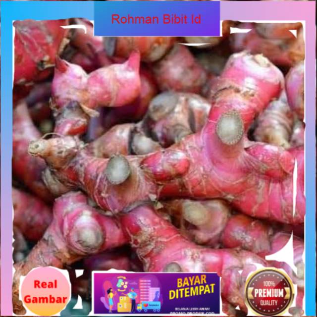 Bibit jahe merah siap tanam