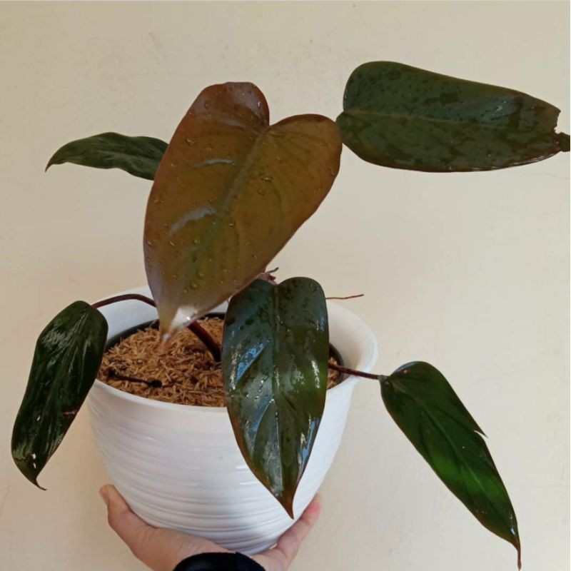 Tanaman hias philodendron dark lord - imperial red