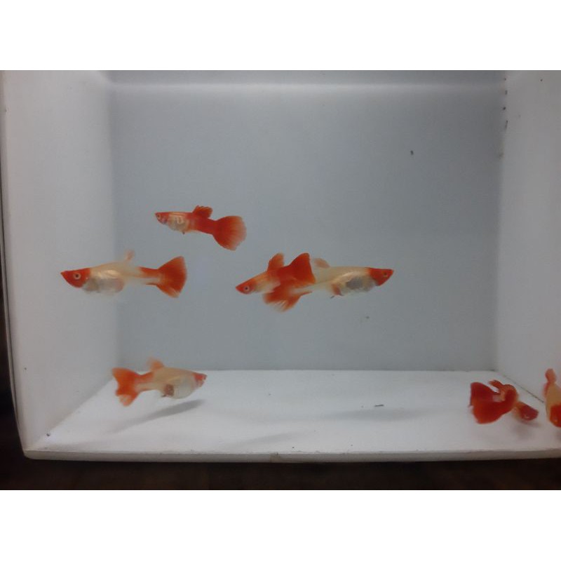 

ikan gupi albino sskoi len red ear (sepasang)