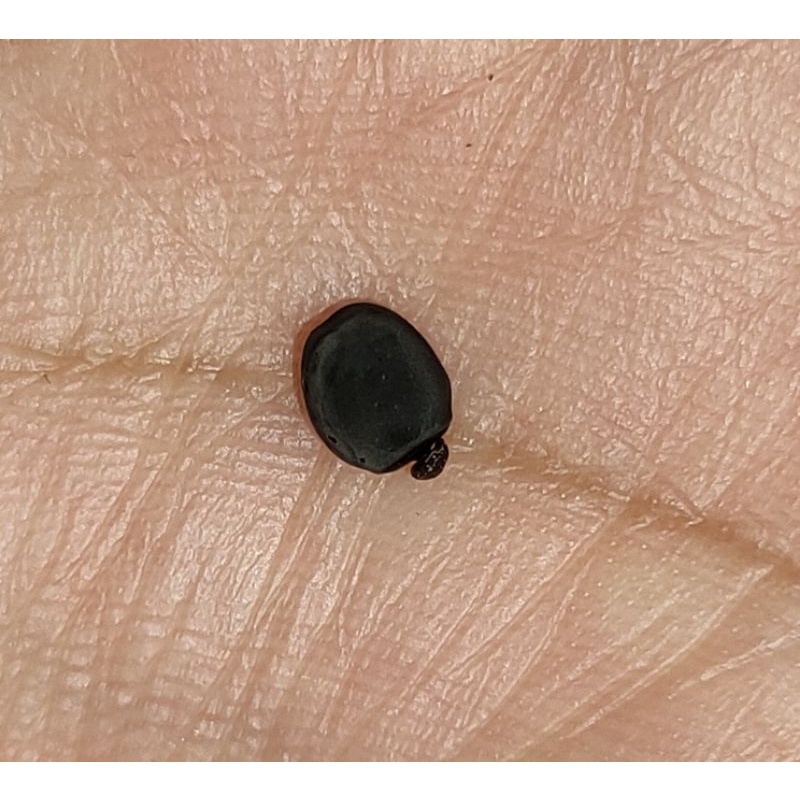 belalang tongkat / stick bug raksasa Jawa (telur)