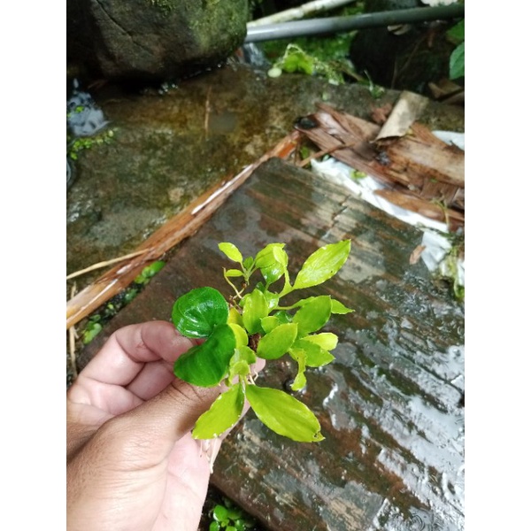 anubias sp super mini aquascape