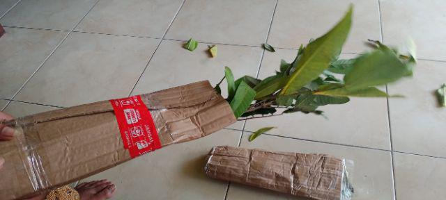 Bibit Leci Merah Asli