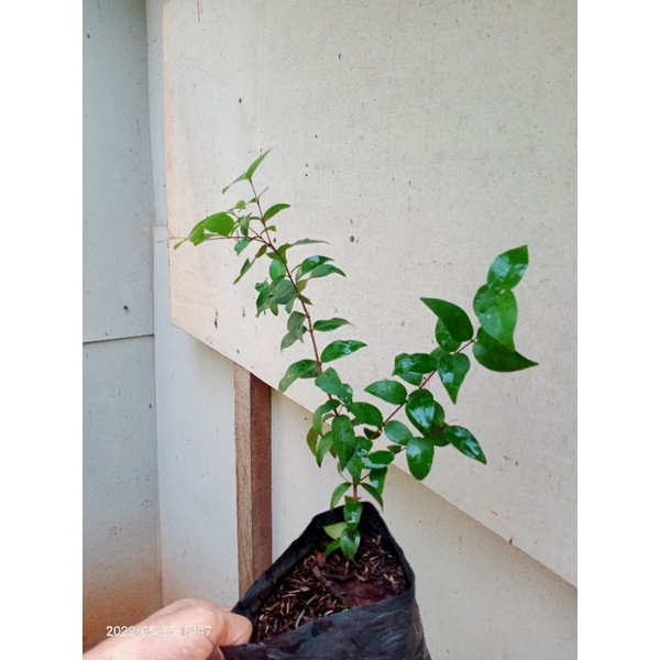 Bibit bonsai dewandaru