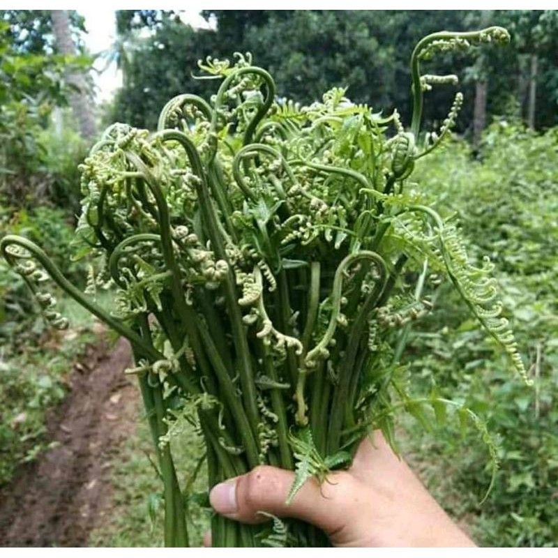 

pakis sayur segar 250 gram sayuran pakis mantap