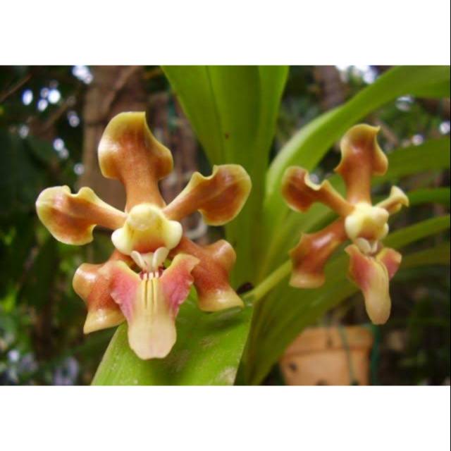 Anggrek Vanda helvola