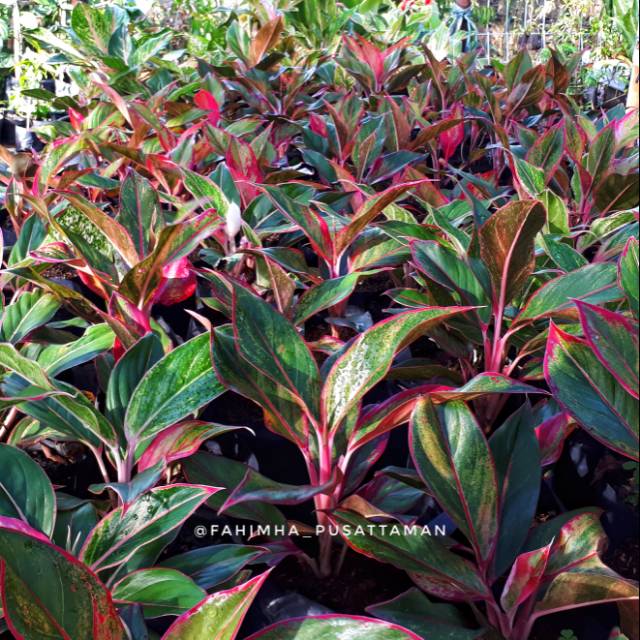 Tanaman Pot Aglonema Lipstik - Red Lipstik