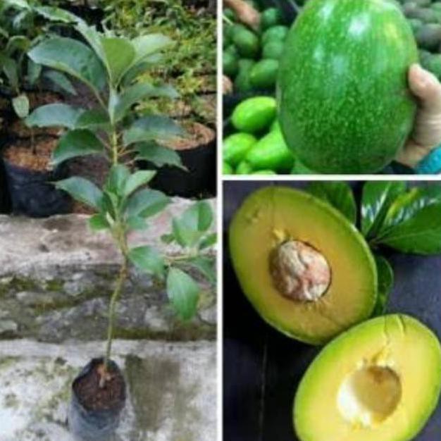 BIBIT ALPUKAT MARKUS ALPUKAT MARKUS SUBUR