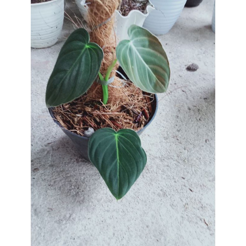 philodendron Melano daun tiga