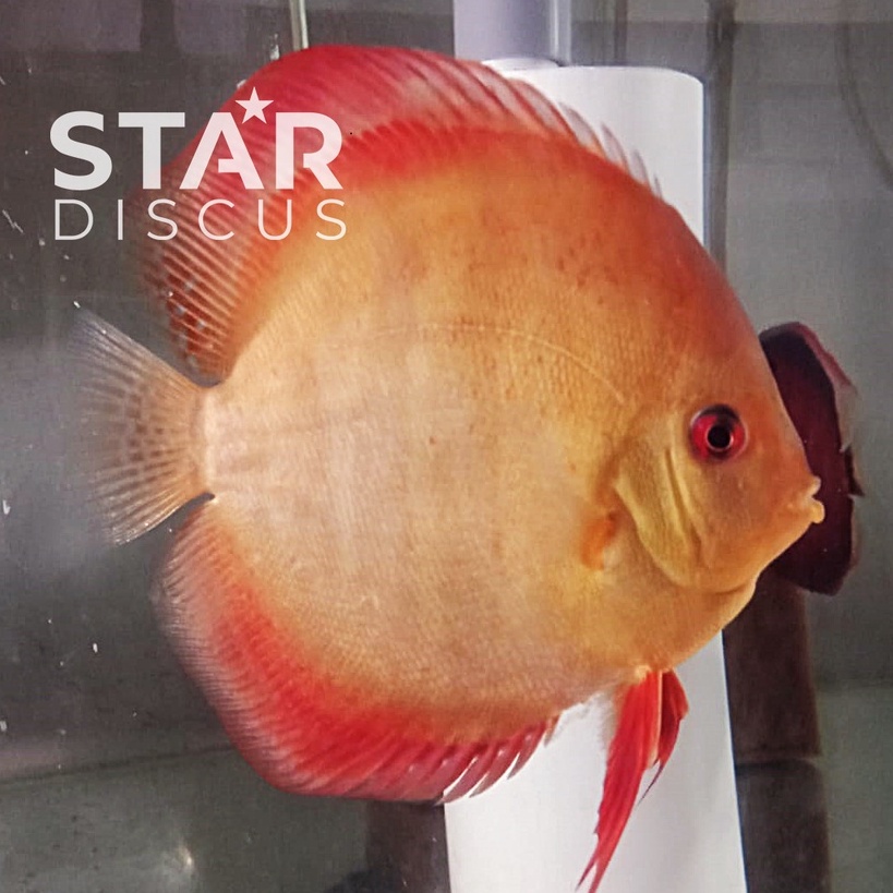Discus San Merah 4,25 inch - diprediksi jantan
