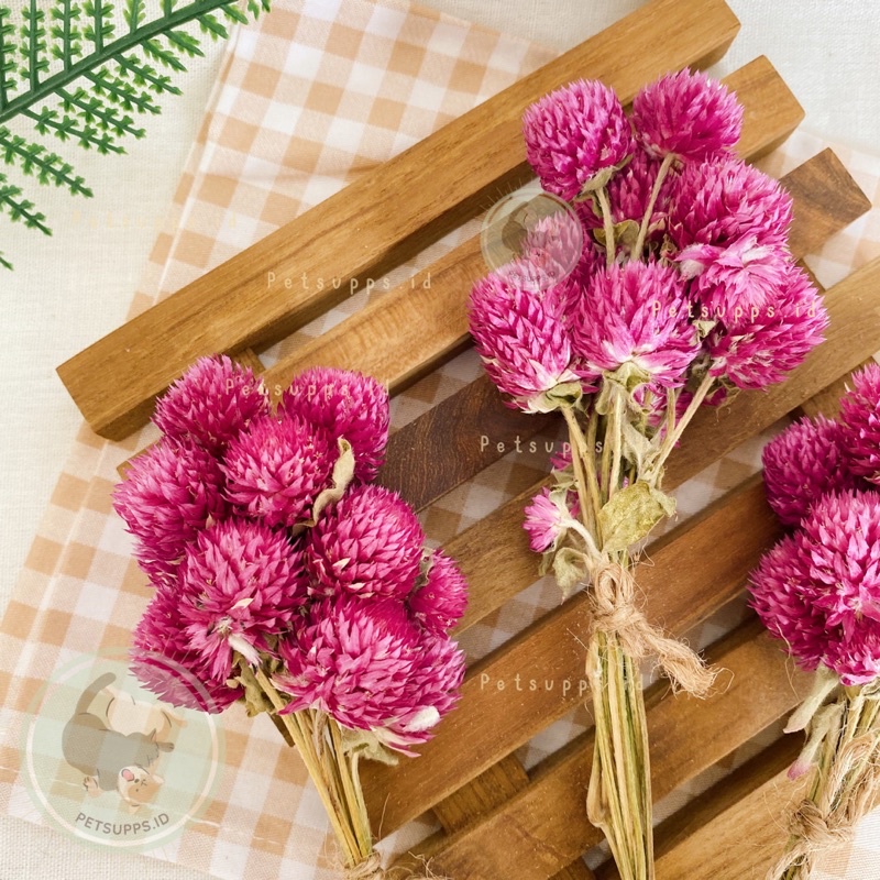 Globe amaranth spray | snacks treats cemilan hamster | dekorasi kandang