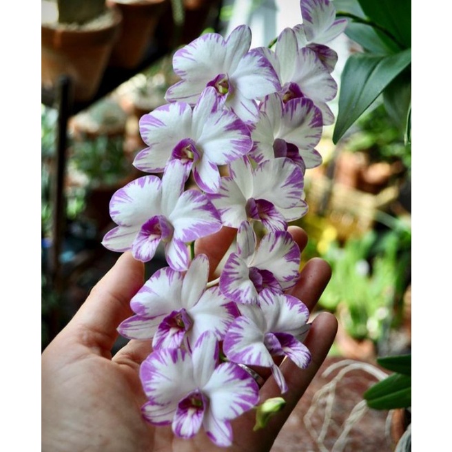 Anggrek Dendrobium Enobi Splash