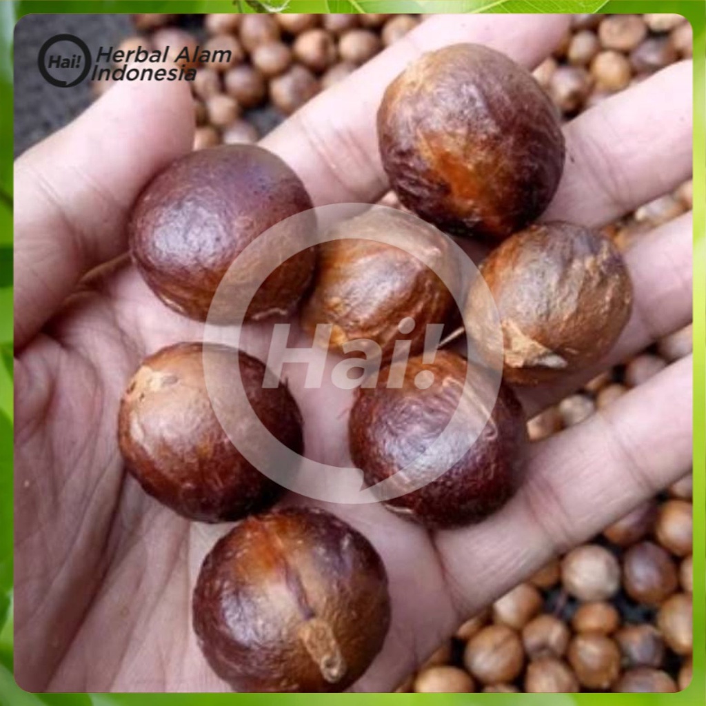 

Buah Pala Kering 250gram HAI STORE