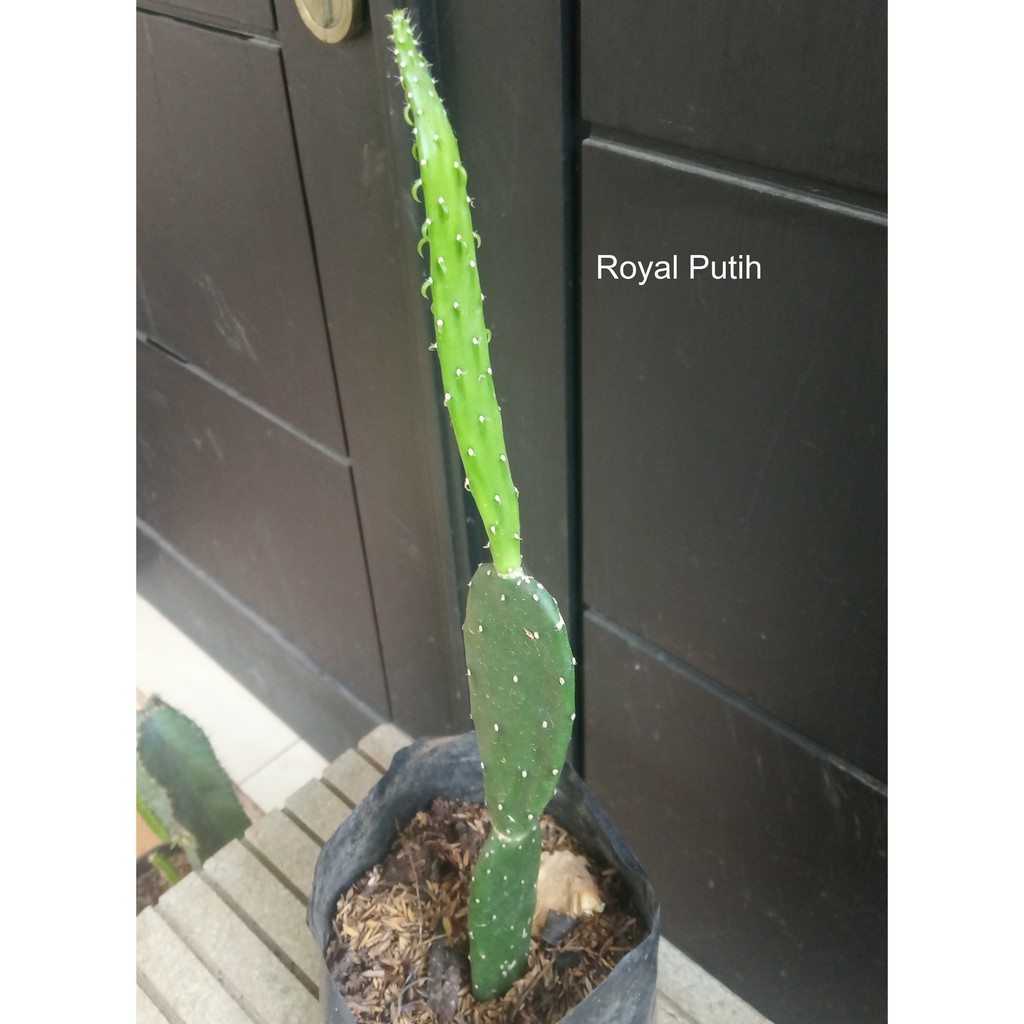 TANAMAN KAKTUS CENTONG TINGGI BESAR