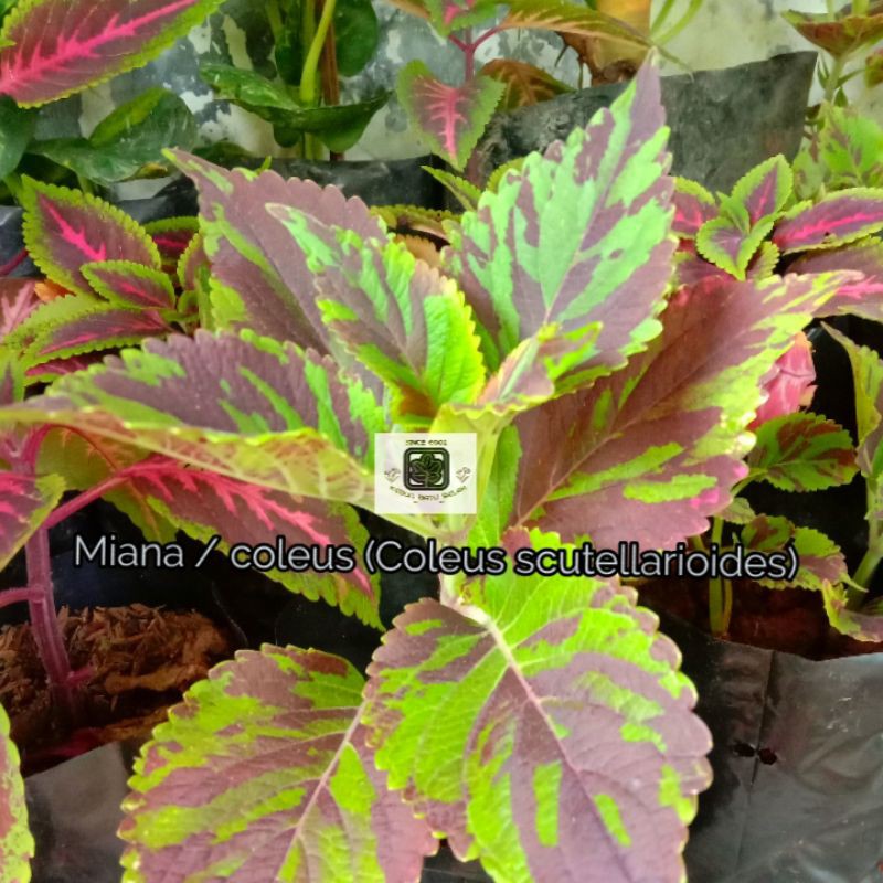 tanaman miana batik coleus / Batik Army