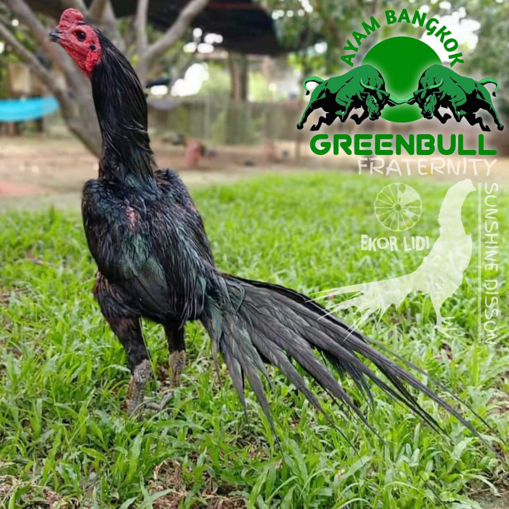 ayam bangkok super pakhoy ekor lidi greenbull telur fertil