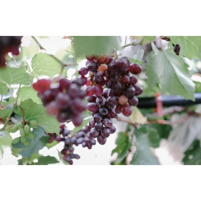 Bibit Anggur Import Jupiter asli grafting super genjah