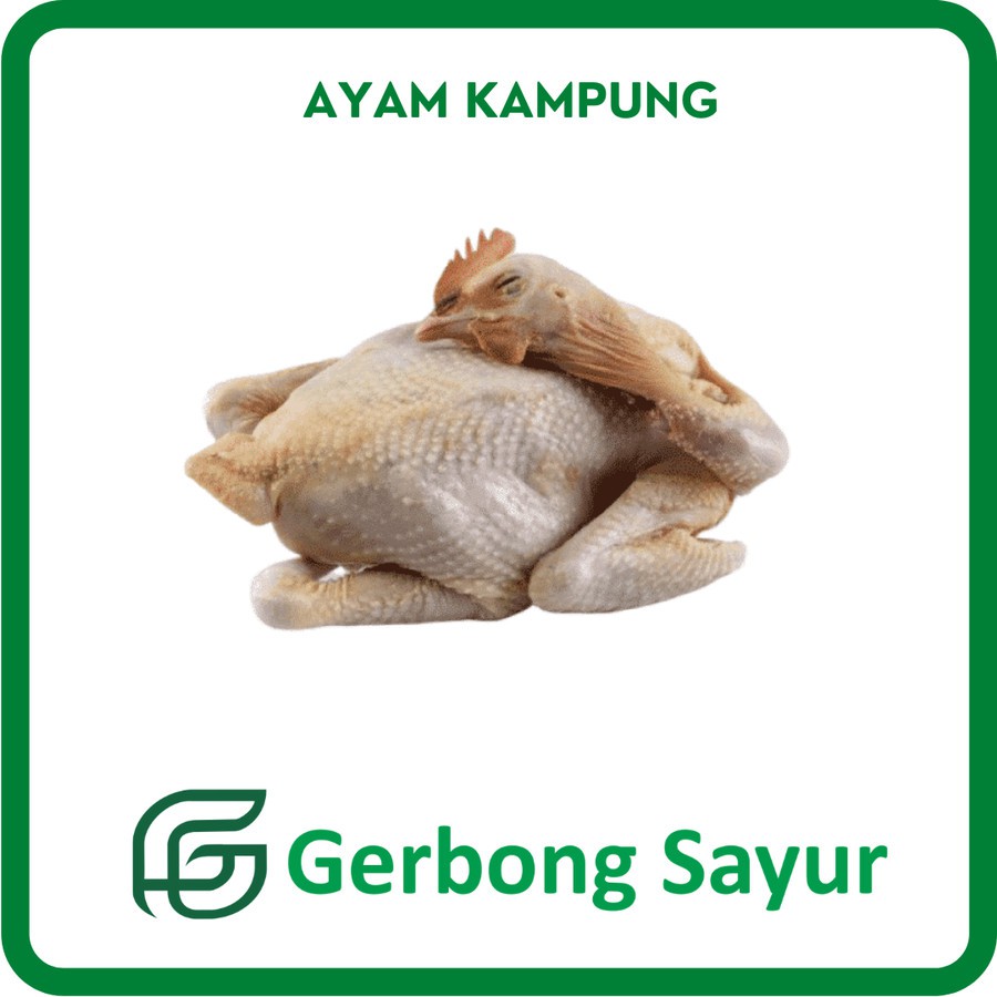 

Ayam Kampung Betina Besar