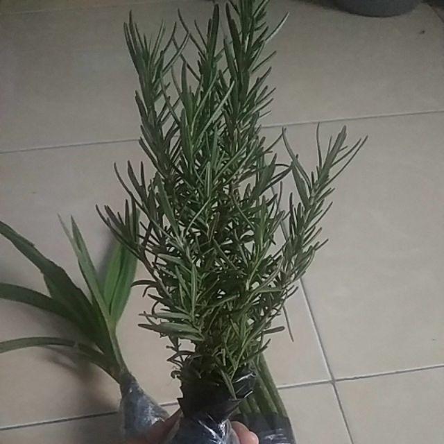 Tanaman Herbal Anti Nyamuk Rosemery