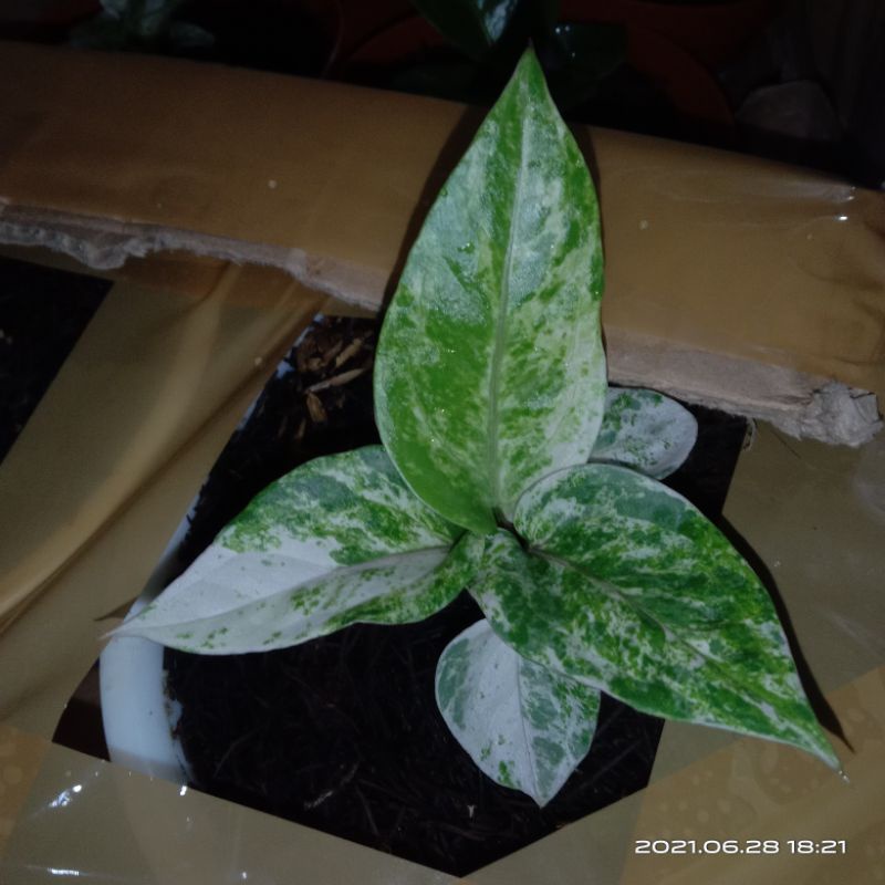 biji bokeri varigata putih