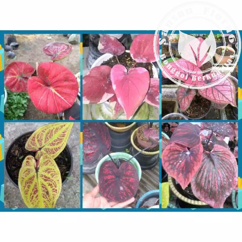 paket 6 bonggol caladium //keladi hias